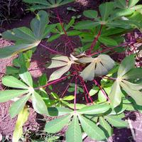 Dataset Image