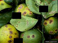 Dataset Image