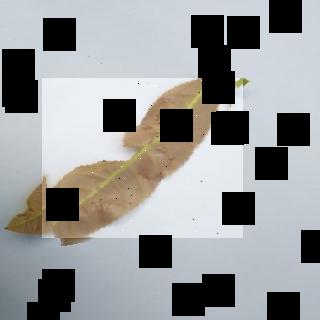 Dataset Image