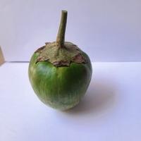 Dataset Image