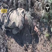 Dataset Image