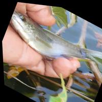 Dataset Image