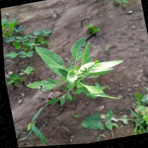 Dataset Image
