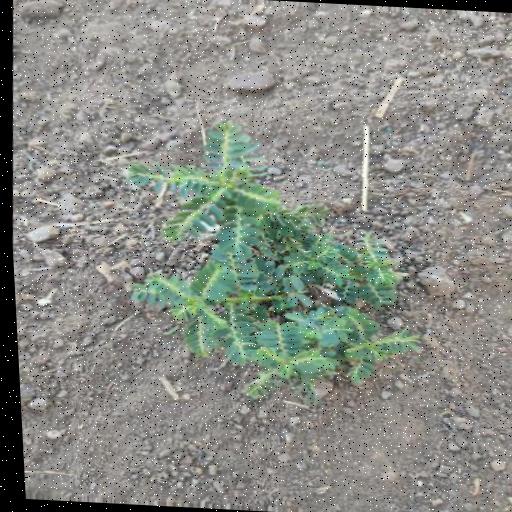 Dataset Image