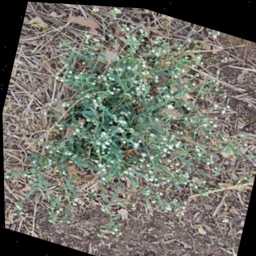 Dataset Image