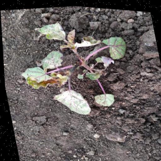 Dataset Image