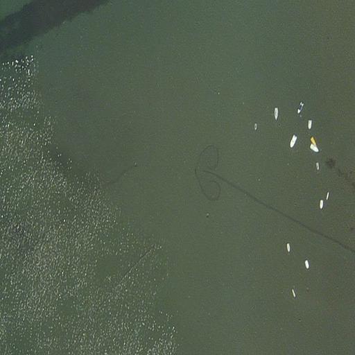 Dataset Image