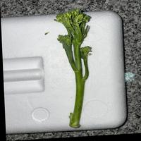 Dataset Image