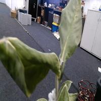 Dataset Image