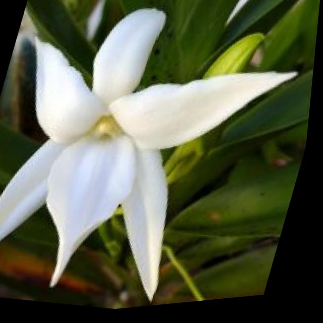 Dataset Image