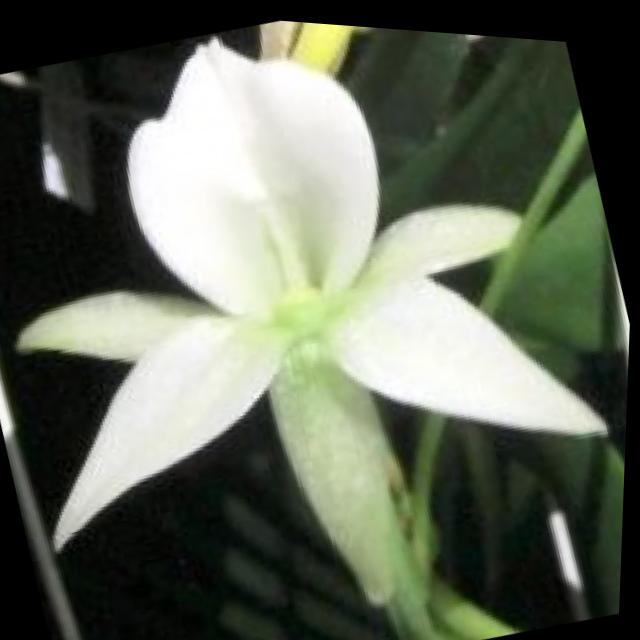 Dataset Image