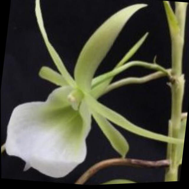 Dataset Image