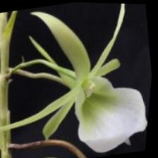 Dataset Image