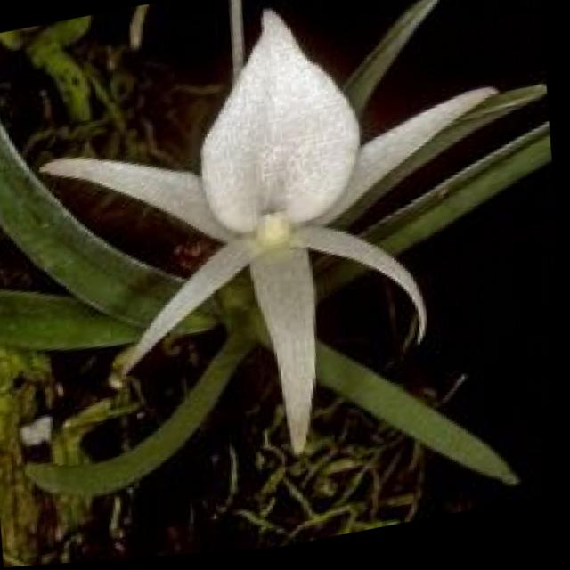 Dataset Image