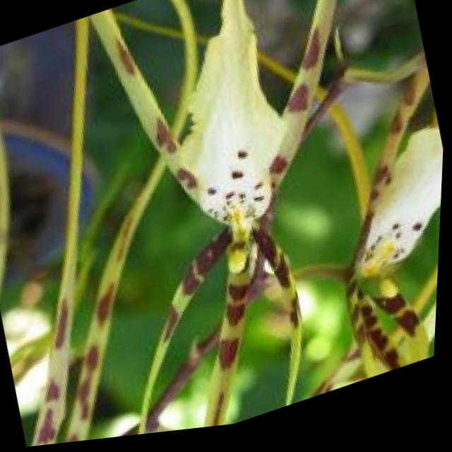 Dataset Image
