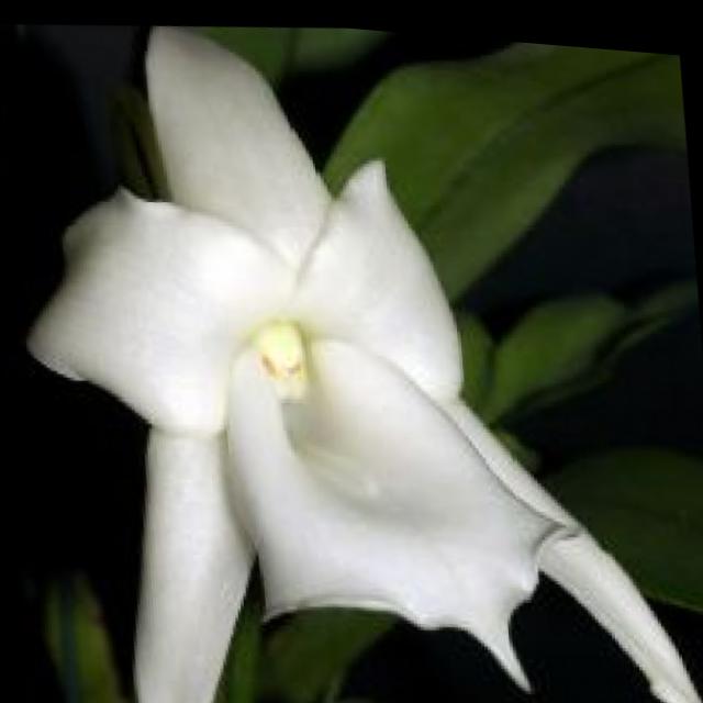 Dataset Image