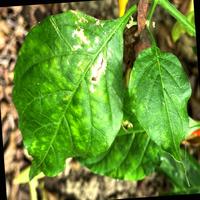 Dataset Image