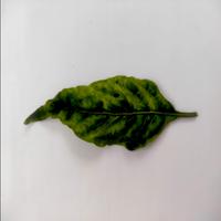 Dataset Image