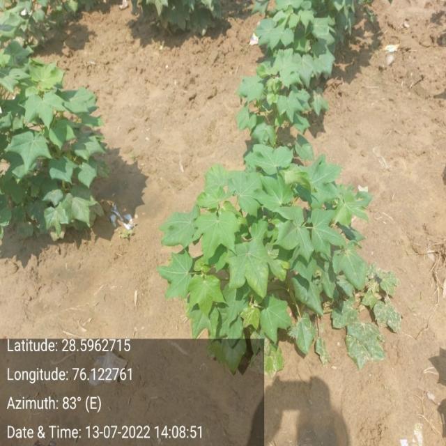 Dataset Image