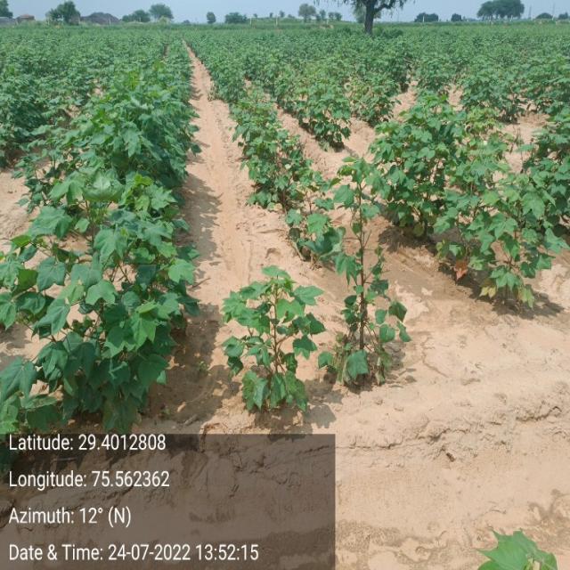 Dataset Image