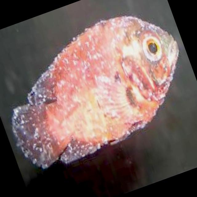 Dataset Image