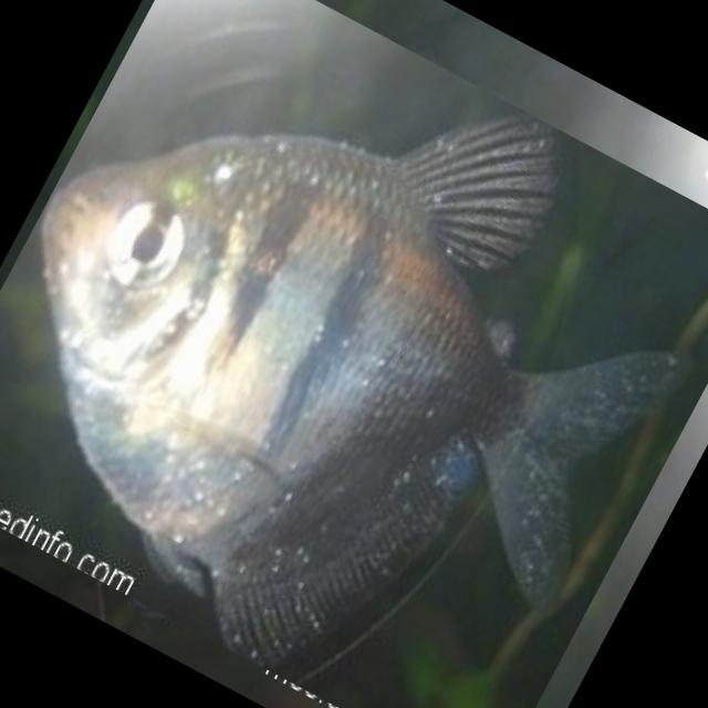 Dataset Image