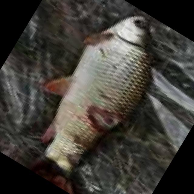 Dataset Image