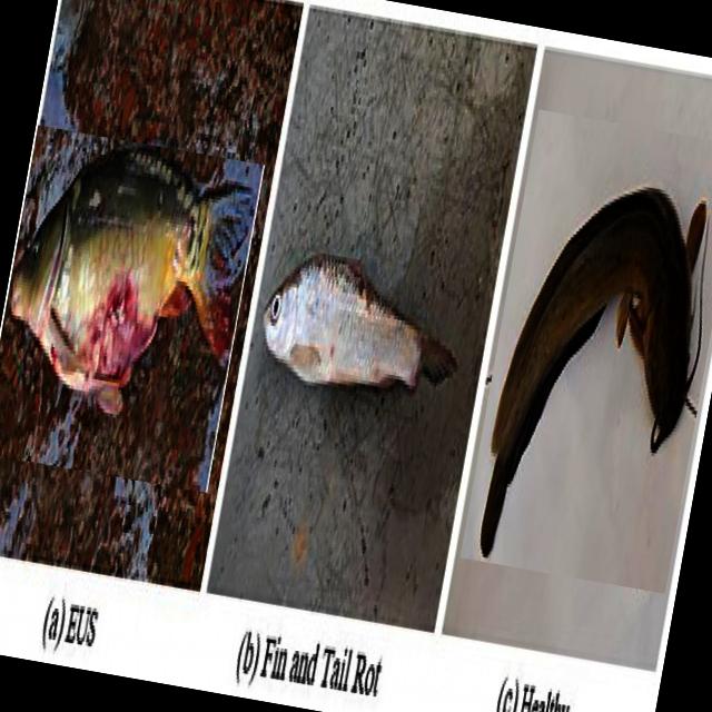 Dataset Image
