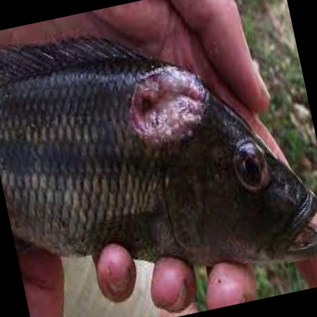 Dataset Image