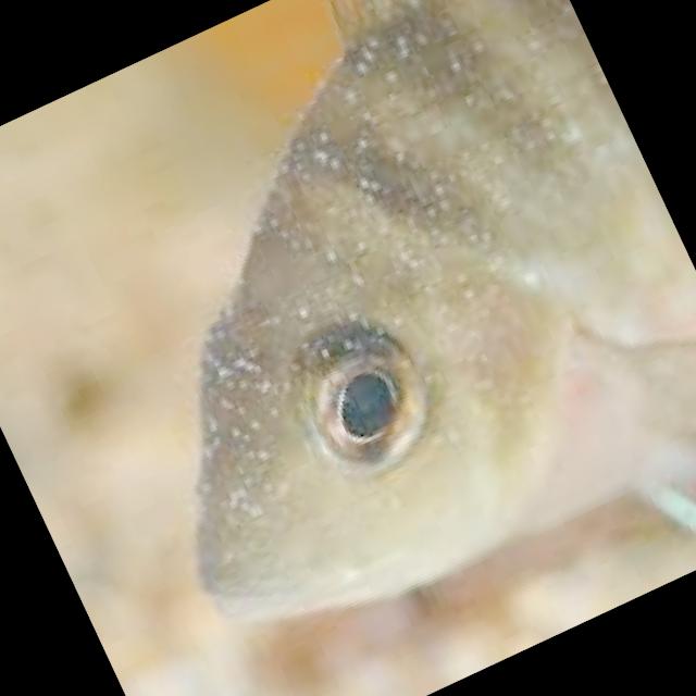 Dataset Image