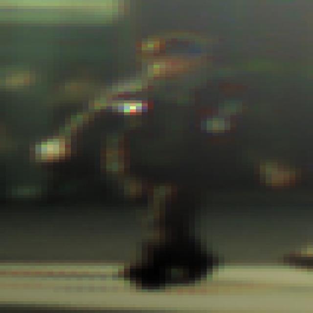 Dataset Image