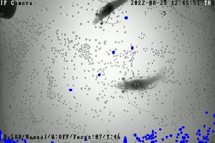 Dataset Image