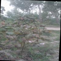 Dataset Image