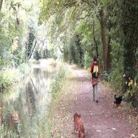 Dataset Image