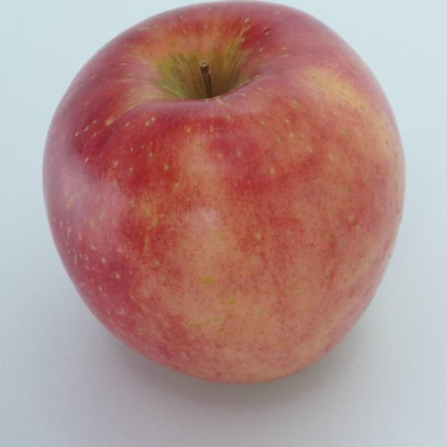 Dataset Image