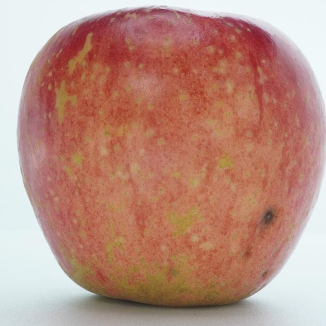 Dataset Image