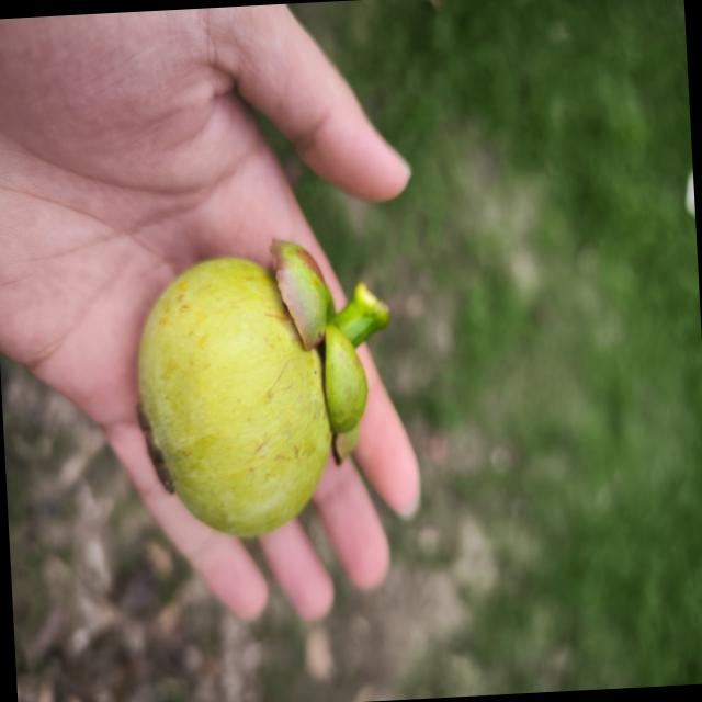 Dataset Image