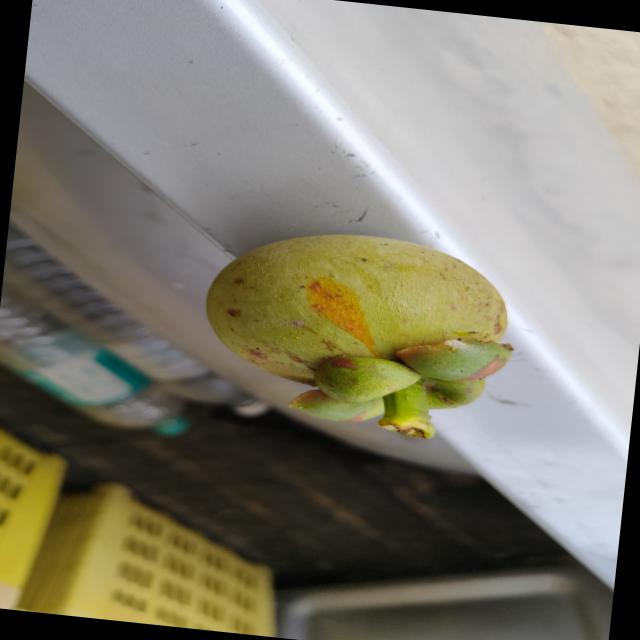 Dataset Image