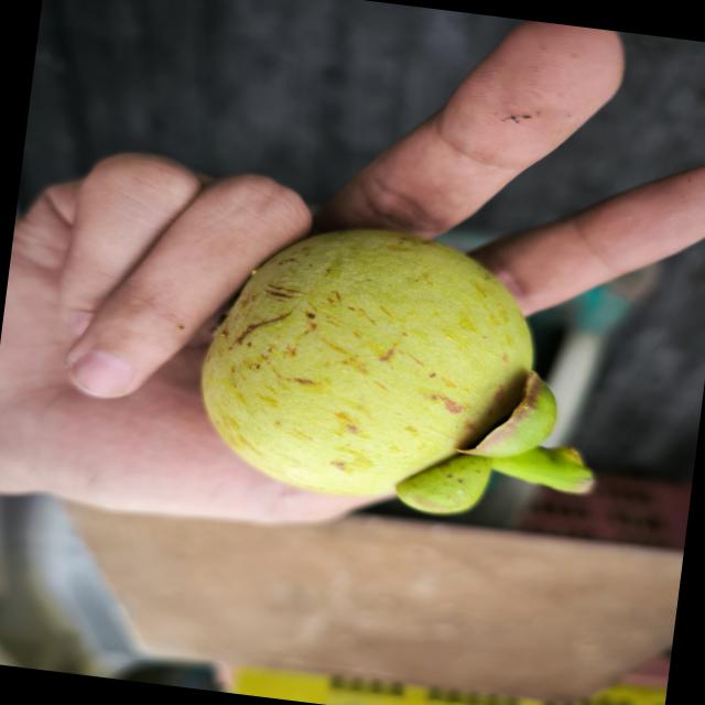 Dataset Image