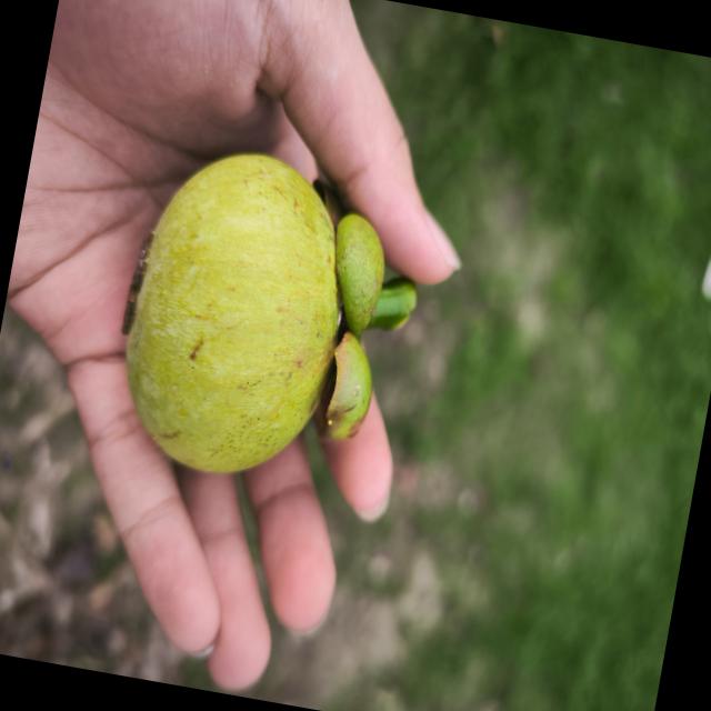 Dataset Image