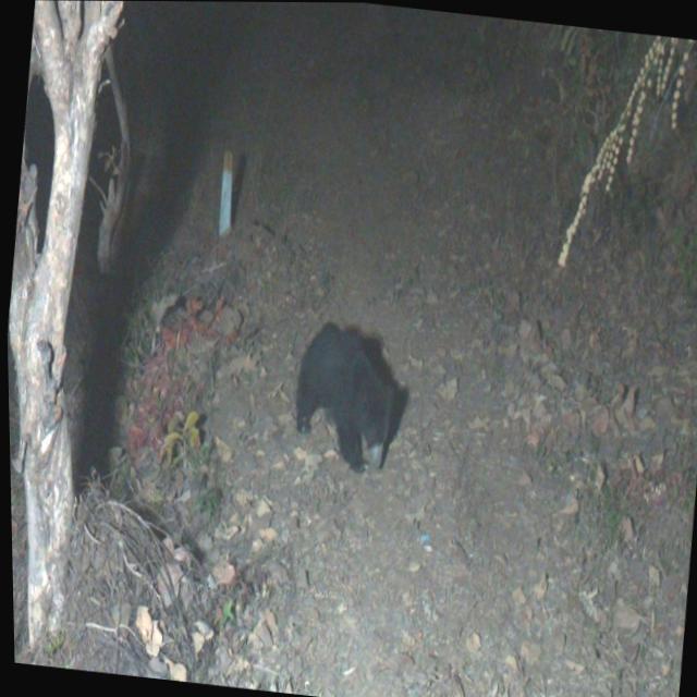 Dataset Image