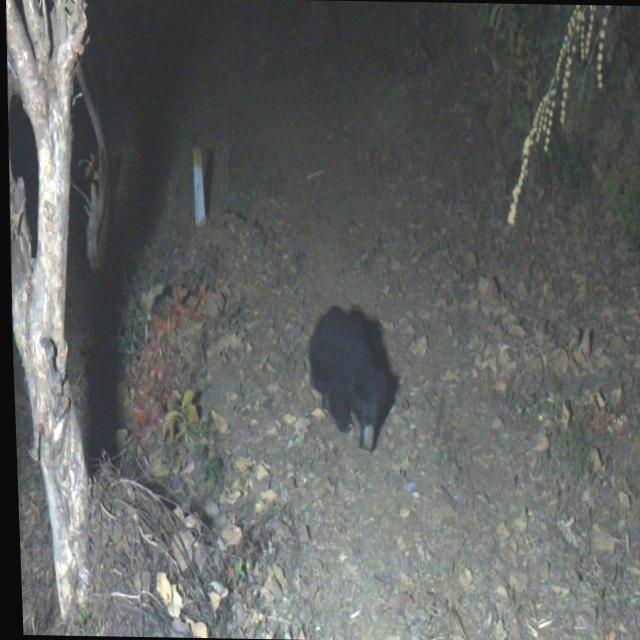 Dataset Image