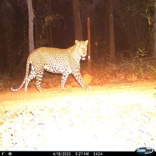 Dataset Image
