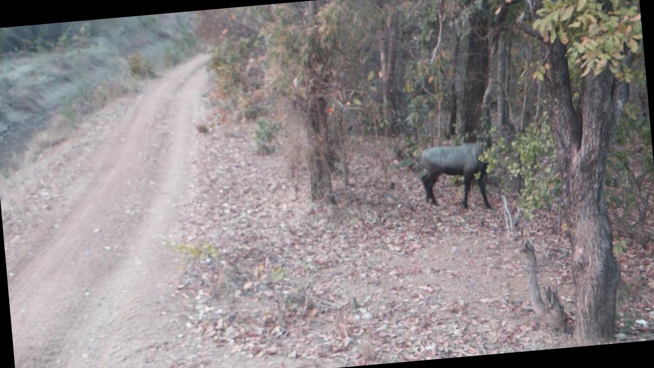 Dataset Image