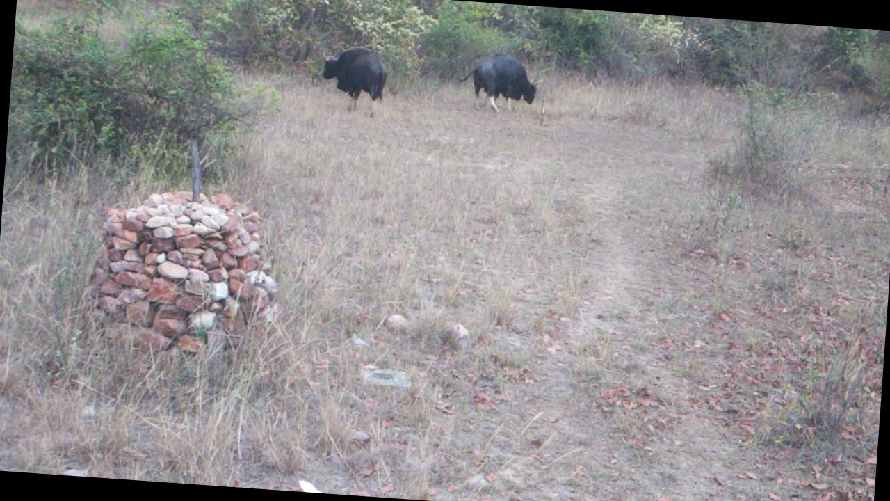Dataset Image