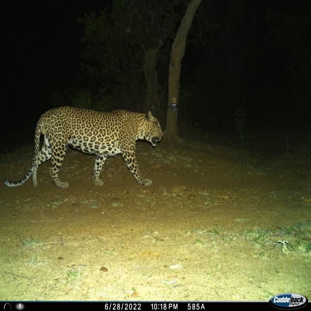 Dataset Image