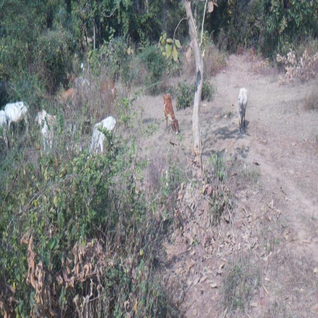 Dataset Image
