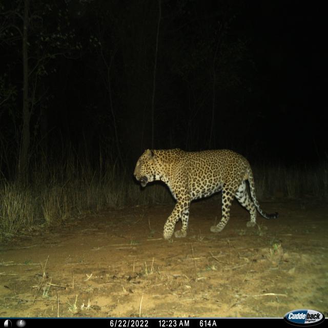 Dataset Image