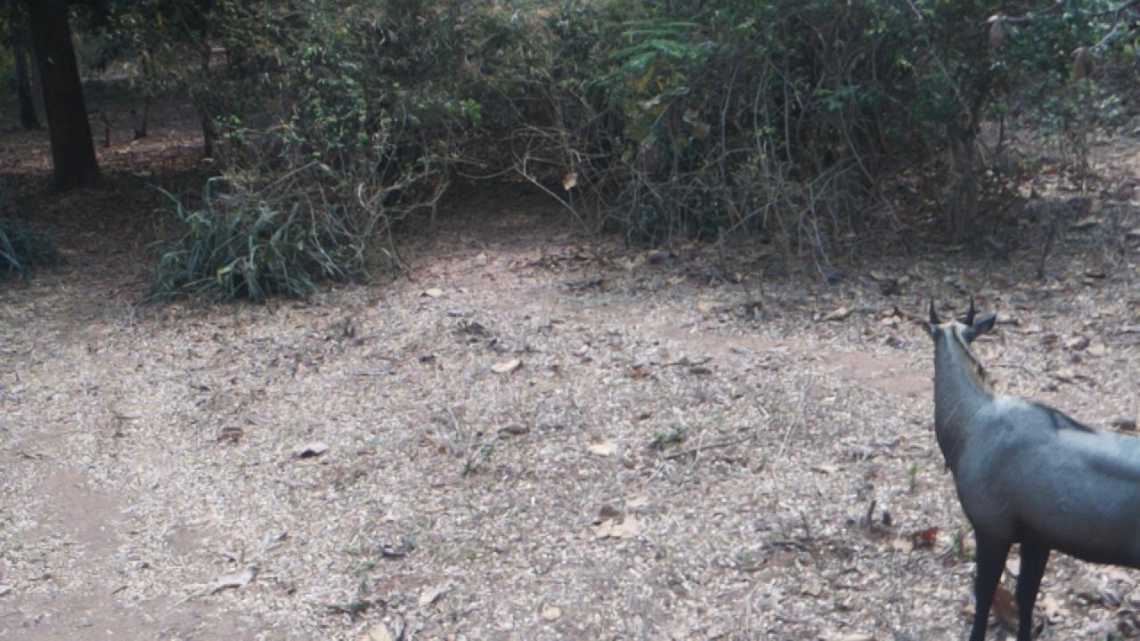 Dataset Image
