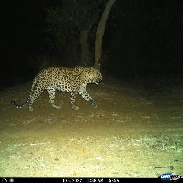 Dataset Image